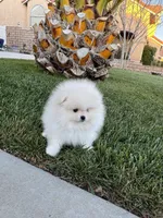 Frosty, a male Pomeranian for sale in Cherry Valley, CA – Photo 3 of 3