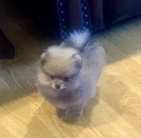 AKC Romeo, a male Pomeranian for sale in Cherry Valley, CA – Photo 2 of 4