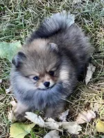 AKC Romeo, a male Pomeranian for sale in Cherry Valley, CA – Photo 4 of 4