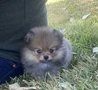 AKC Romeo, a male Pomeranian for sale in Cherry Valley, CA – Photo 3 of 4