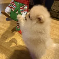 AKC Goldilocks, a female Pomeranian for sale in Cherry Valley, CA – Photo 4 of 5