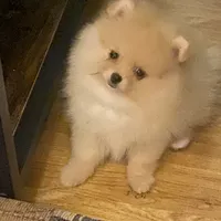 AKC Goldilocks, a female Pomeranian for sale in Cherry Valley, CA – Photo 5 of 5