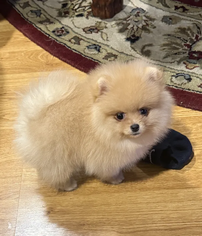 AKC Goldilocks – Pomeranian puppy for sale in Cherry Valley, CA