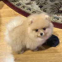 AKC Goldilocks, a female Pomeranian for sale in Cherry Valley, CA – Photo 1 of 5