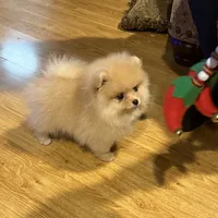 AKC Goldilocks, a female Pomeranian for sale in Cherry Valley, CA – Photo 2 of 5