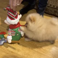 AKC Goldilocks, a female Pomeranian for sale in Cherry Valley, CA – Photo 3 of 5