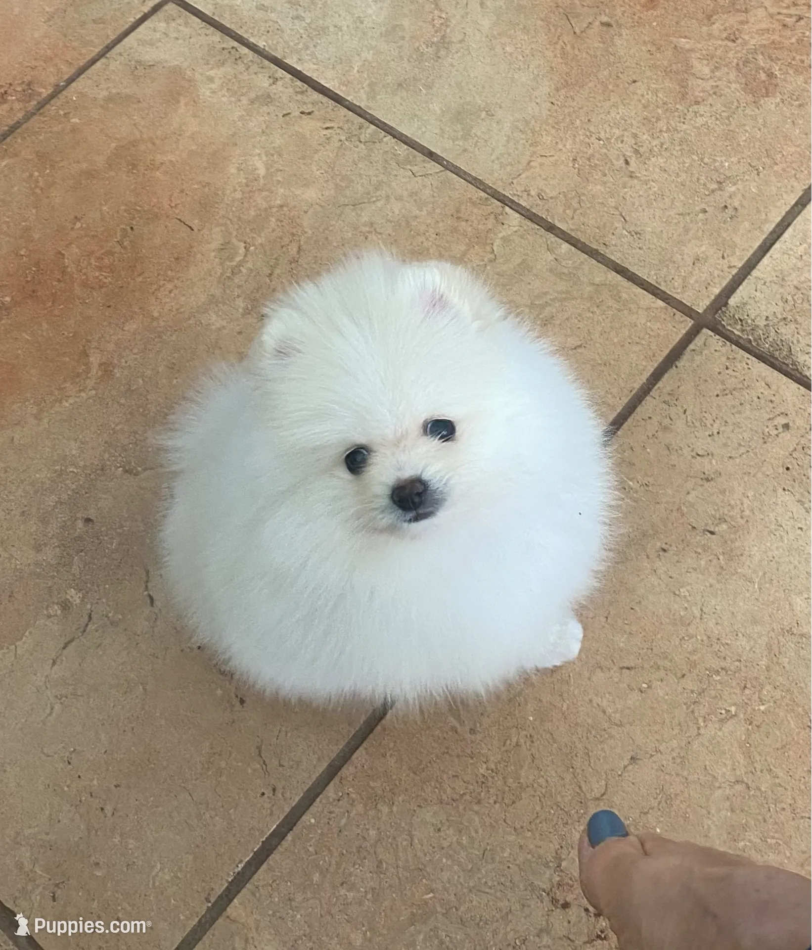 AKC Frosty, a male Pomeranian for sale in Cherry Valley, CA – Photo 3 of 3