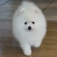 AKC Frosty, a male Pomeranian for sale in Cherry Valley, CA – Photo 2 of 3