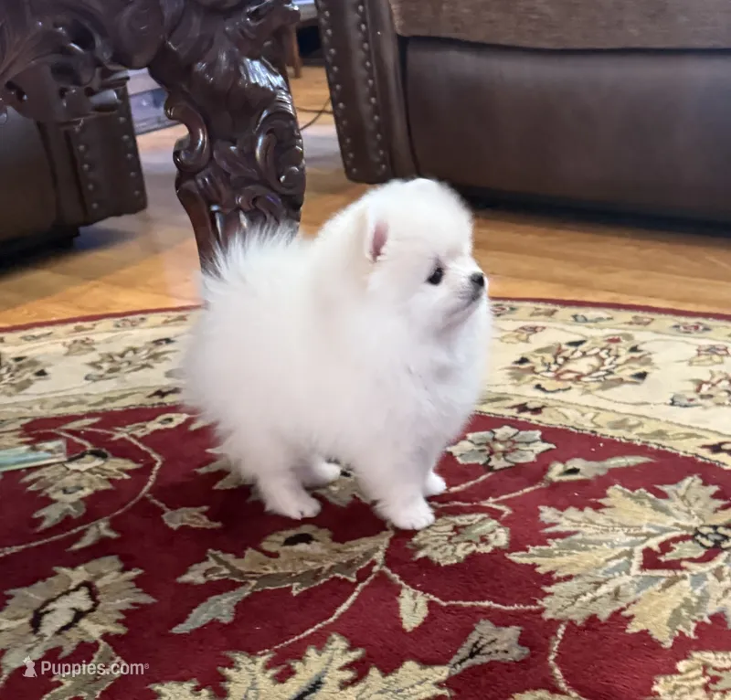 AKC Frosty – Pomeranian puppy for sale in Cherry Valley, CA