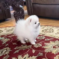 AKC Frosty, a male Pomeranian for sale in Cherry Valley, CA – Photo 1 of 3