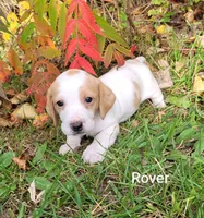 Rover, a male Miniature Dachshund for sale in Wolcott, NY – 2 of 3