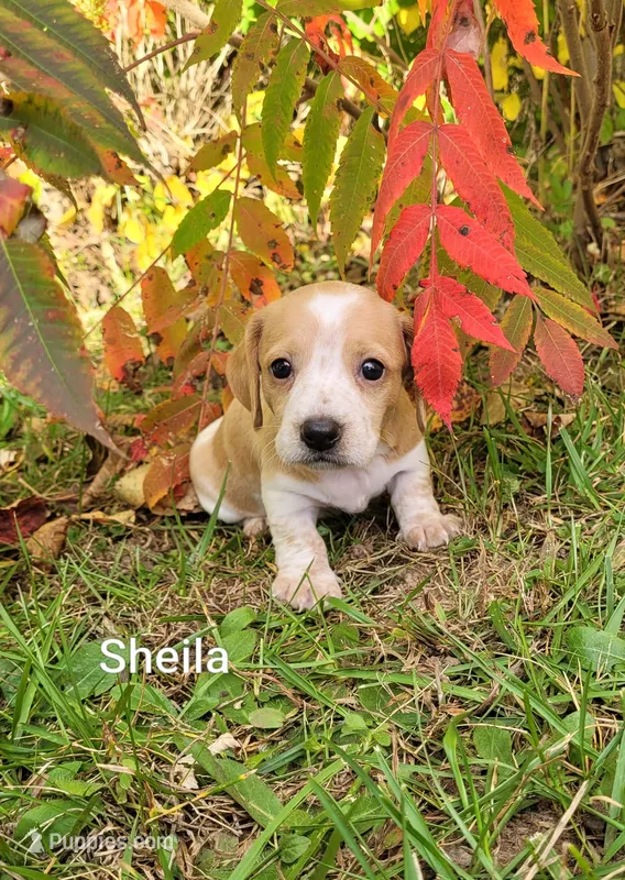 Sheila – Miniature Dachshund puppy for sale in Wolcott, NY