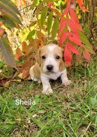Sheila, a female Miniature Dachshund for sale in Wolcott, NY – 1 of 3