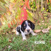 Roxie, a female Miniature Dachshund for sale in Wolcott, NY – 2 of 3