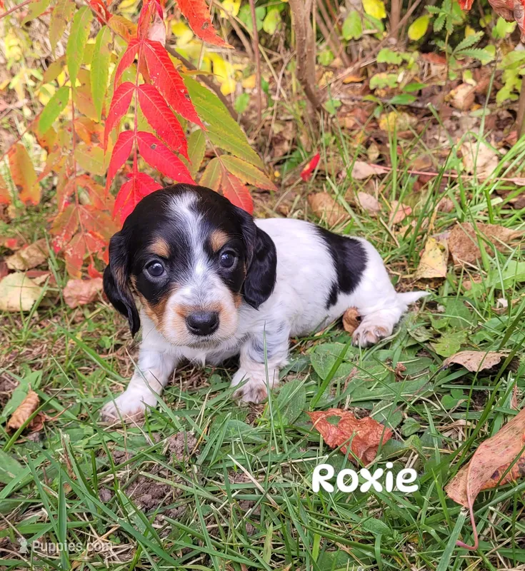 Roxie – Miniature Dachshund puppy for sale in Wolcott, NY