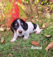 Roxie, a female Miniature Dachshund for sale in Wolcott, NY – 1 of 3