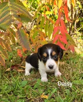 Daisy, a female Miniature Dachshund for sale in Wolcott, NY – 2 of 3