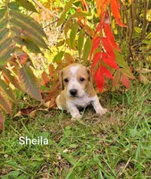 Sheila, a female Miniature Dachshund for sale in Wolcott, NY – 3 of 3