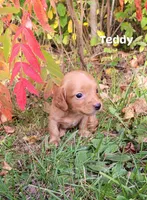 Teddy, a male Miniature Dachshund for sale in Wolcott, NY – 3 of 3
