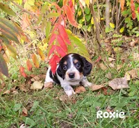 Roxie, a female Miniature Dachshund for sale in Wolcott, NY – 3 of 3