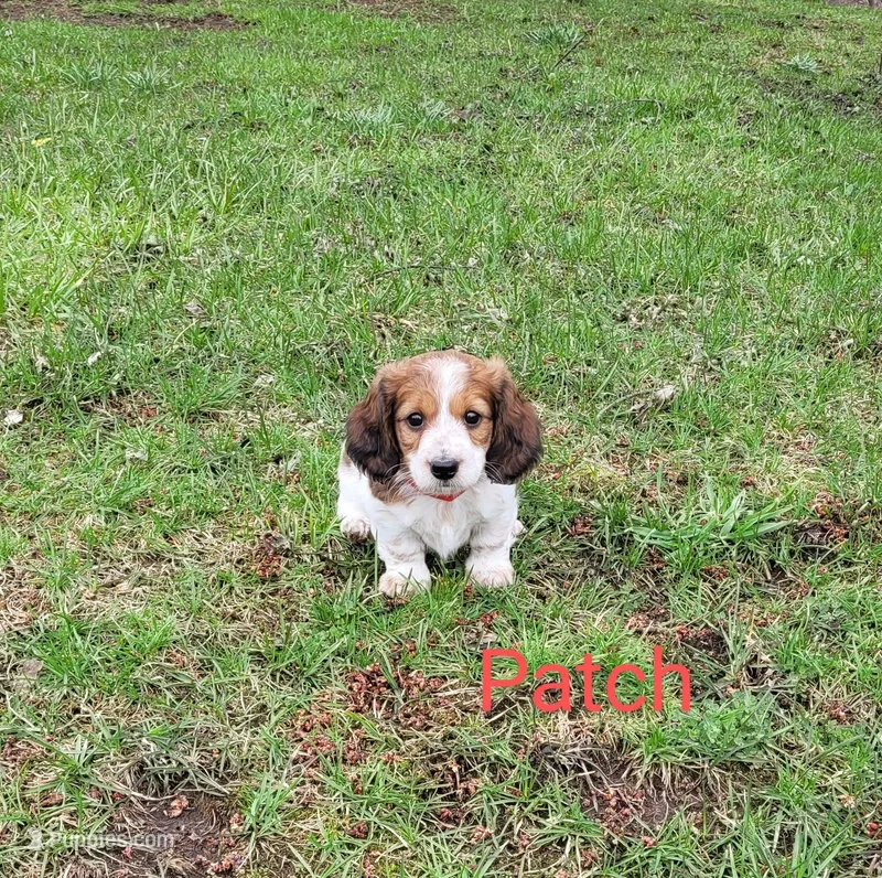 Patch – Miniature Dachshund puppy for sale in Wolcott, NY
