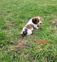 Patch, a male Miniature Dachshund for sale in Wolcott, NY – Photo 4 of 4