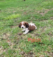 Patch, a male Miniature Dachshund for sale in Wolcott, NY – Photo 2 of 4