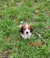Patch, a male Miniature Dachshund for sale in Wolcott, NY – Photo 3 of 4