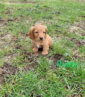 Rusty, a male Miniature Dachshund for sale in Wolcott, NY – Photo 3 of 3