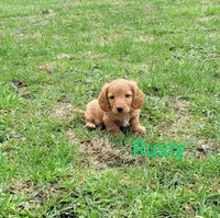 Rusty, a male Miniature Dachshund for sale in Wolcott, NY – Photo 2 of 3