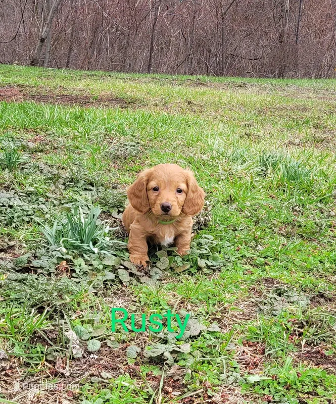 Rusty – Miniature Dachshund puppy for sale in Wolcott, NY
