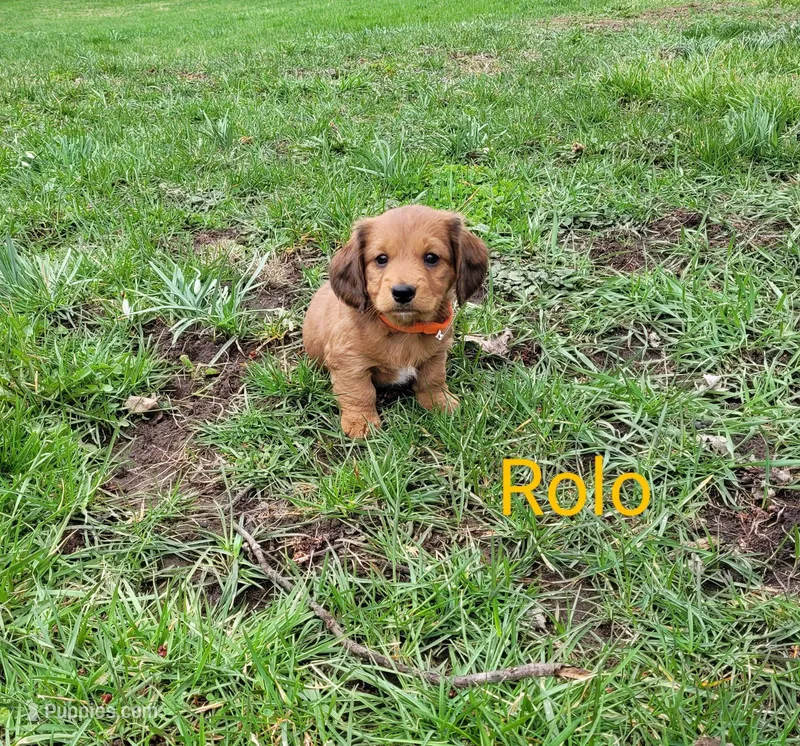 Rolo – Miniature Dachshund puppy for sale in Wolcott, NY