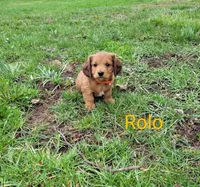 Rolo, a male Miniature Dachshund for sale in Wolcott, NY – Photo 1 of 3