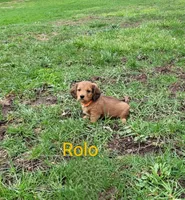 Rolo, a male Miniature Dachshund for sale in Wolcott, NY – Photo 2 of 3