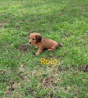 Rolo, a male Miniature Dachshund for sale in Wolcott, NY – Photo 3 of 3