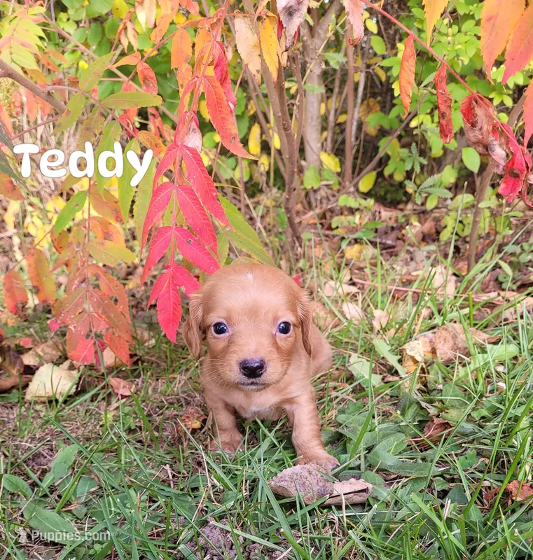 Teddy – Miniature Dachshund puppy for sale in Wolcott, NY