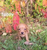 Teddy, a male Miniature Dachshund for sale in Wolcott, NY – 1 of 3