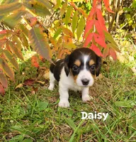 Daisy, a female Miniature Dachshund for sale in Wolcott, NY – 3 of 3
