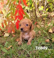 Teddy, a male Miniature Dachshund for sale in Wolcott, NY – 2 of 3