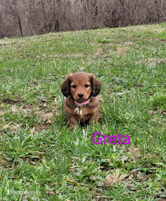 Greta – Miniature Dachshund puppy for sale in Wolcott, NY