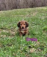 Greta, a female Miniature Dachshund for sale in Wolcott, NY – Photo 1 of 3