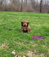 Greta, a female Miniature Dachshund for sale in Wolcott, NY – Photo 2 of 3
