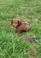 Greta, a female Miniature Dachshund for sale in Wolcott, NY – Photo 3 of 3