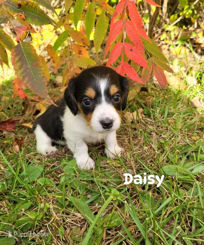 Daisy – Miniature Dachshund puppy for sale in Wolcott, NY