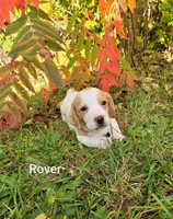 Rover, a male Miniature Dachshund for sale in Wolcott, NY – 1 of 3