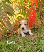 Sheila, a female Miniature Dachshund for sale in Wolcott, NY – 2 of 3