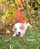 Rover, a male Miniature Dachshund for sale in Wolcott, NY – 3 of 3