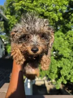 Teddy, a male Yorkipoo for sale in Dover, NJ – 2 of 3