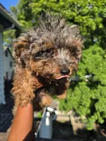 Teddy, a male Yorkipoo for sale in Dover, NJ – 3 of 3