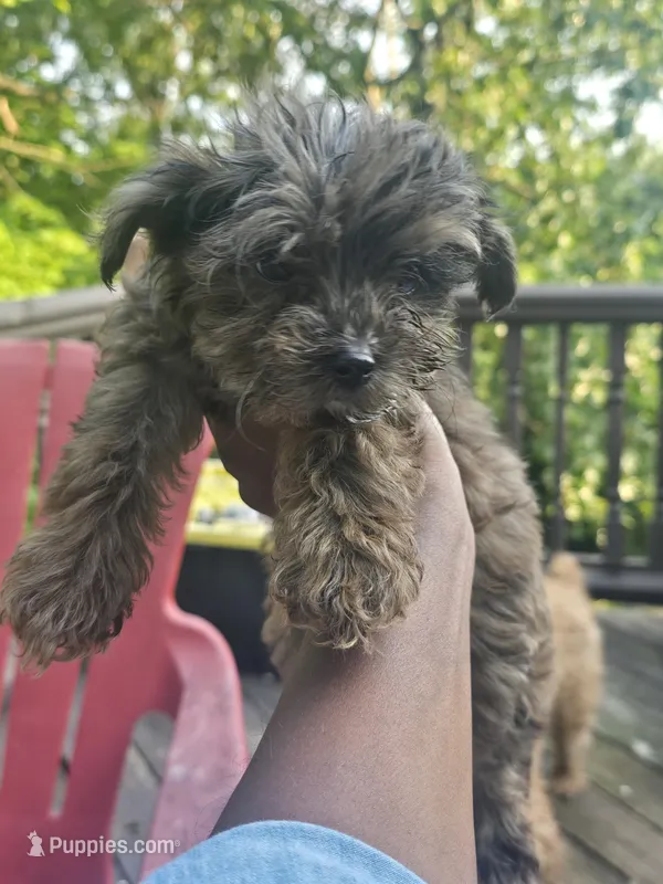 Pepper – Yorkipoo puppy for sale in Dover, NJ